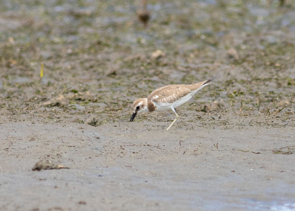 Greater Sand-Plover - ML178793581