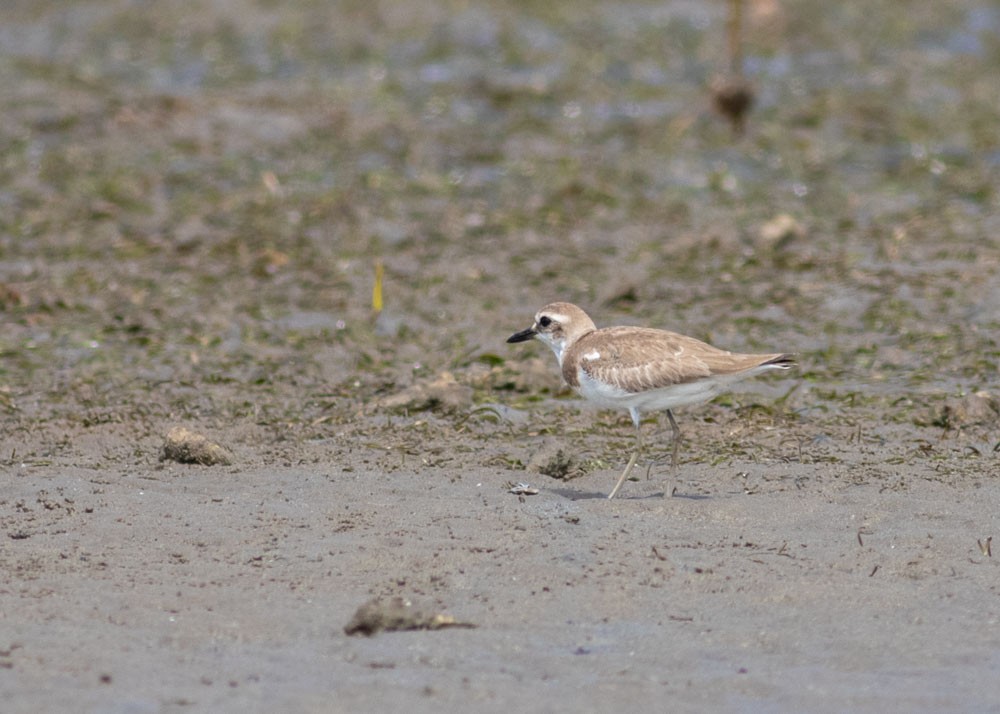 Greater Sand-Plover - ML178793601