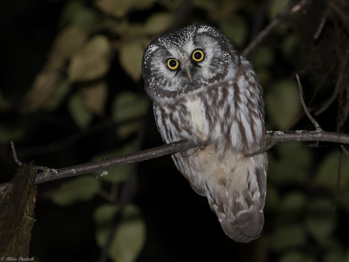 Boreal Owl - ML178794431