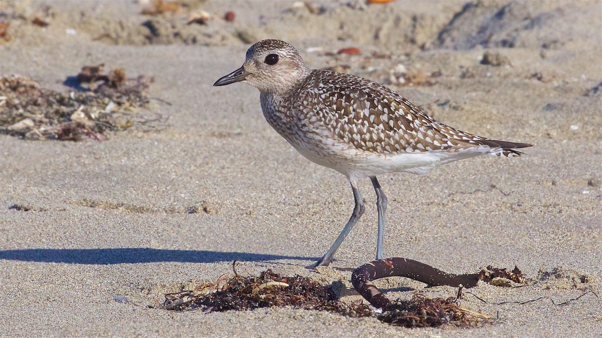 Black-bellied Plover - Ed Harper