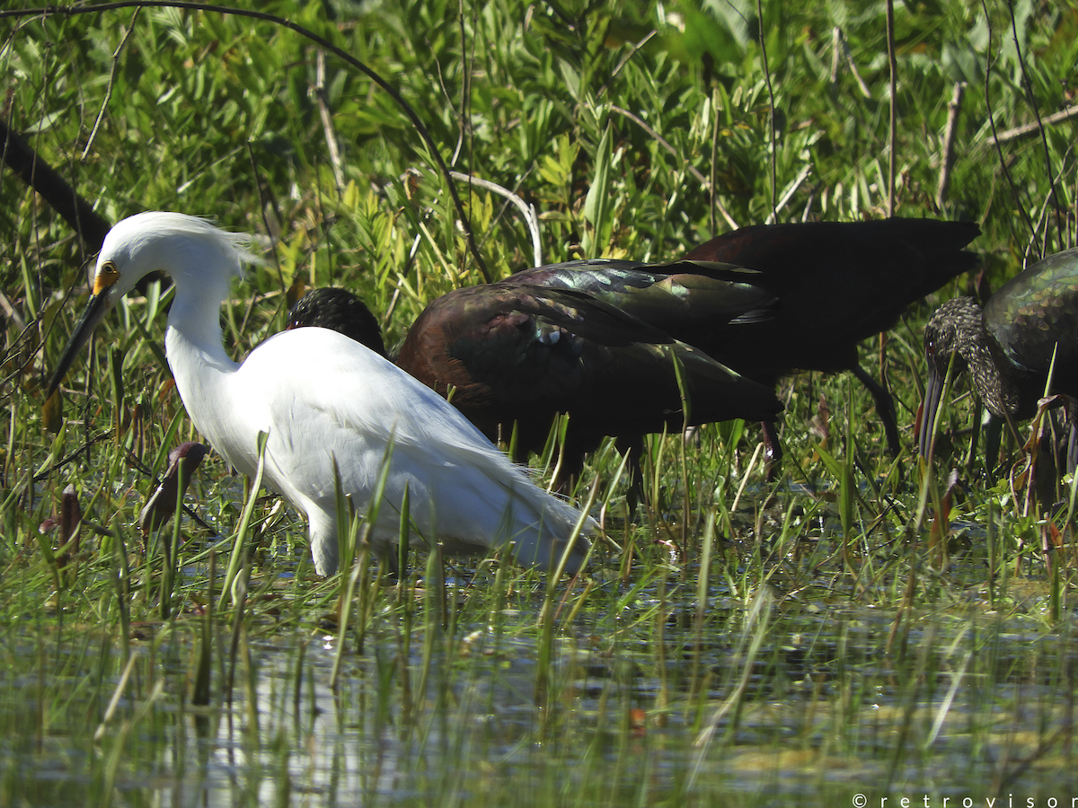 ibis americký - ML178797001