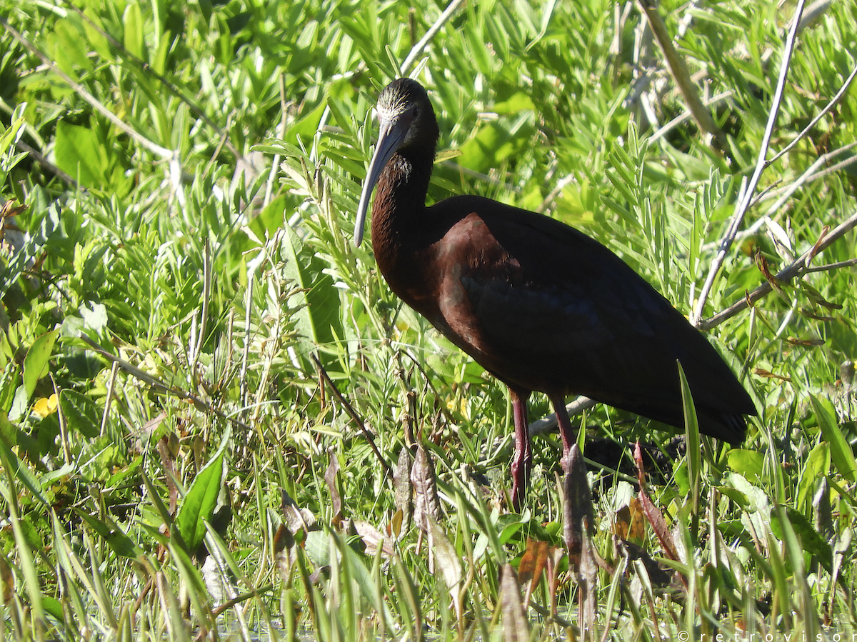ibis americký - ML178797021