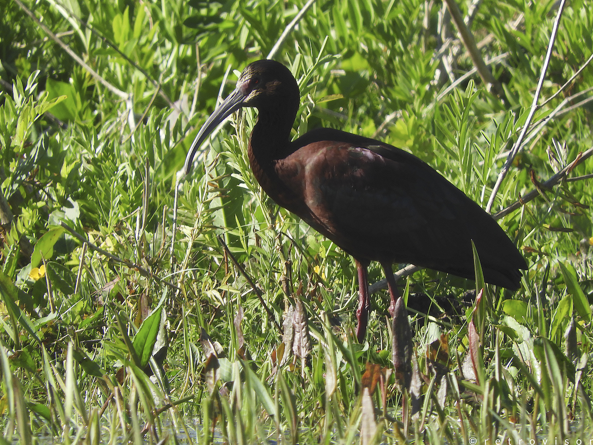 ibis americký - ML178797031
