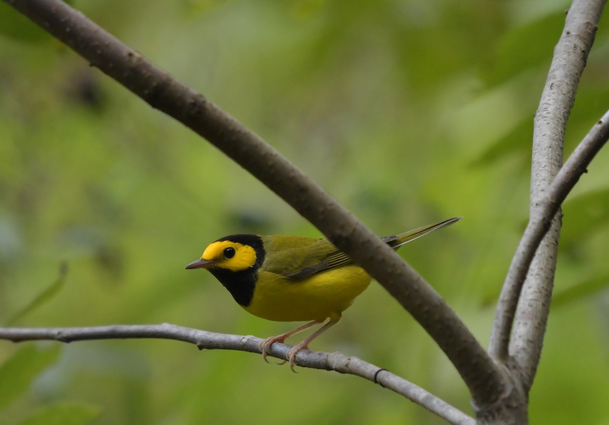 Hooded Warbler - ML178797331