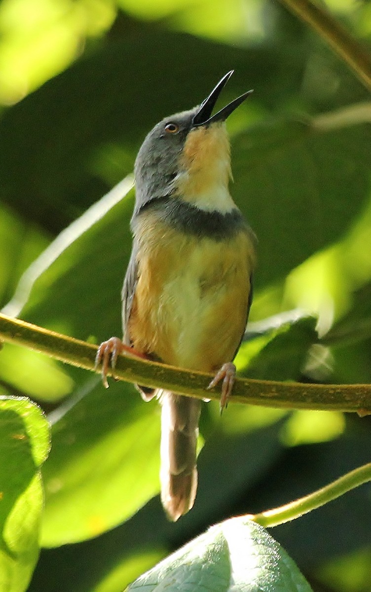 Rwenzori Apalis - ML178798421