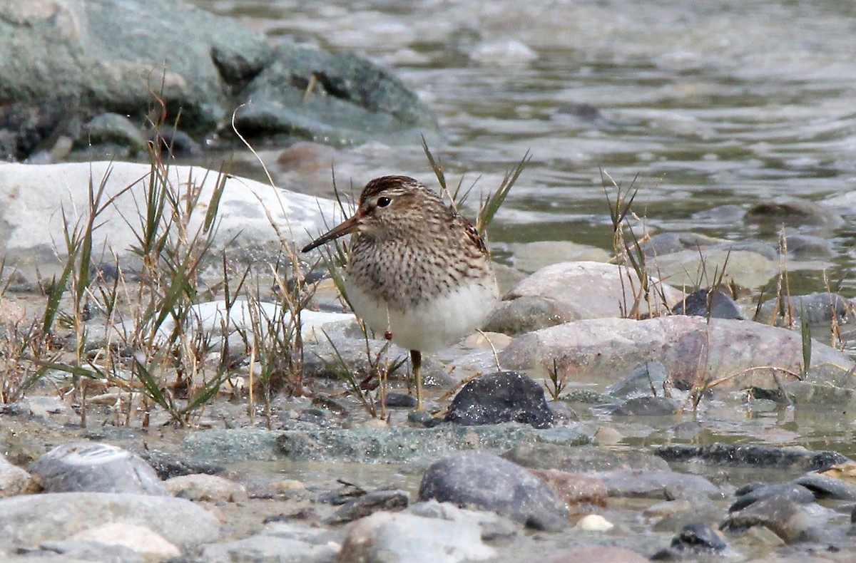 Pectoral Sandpiper - ML178798911