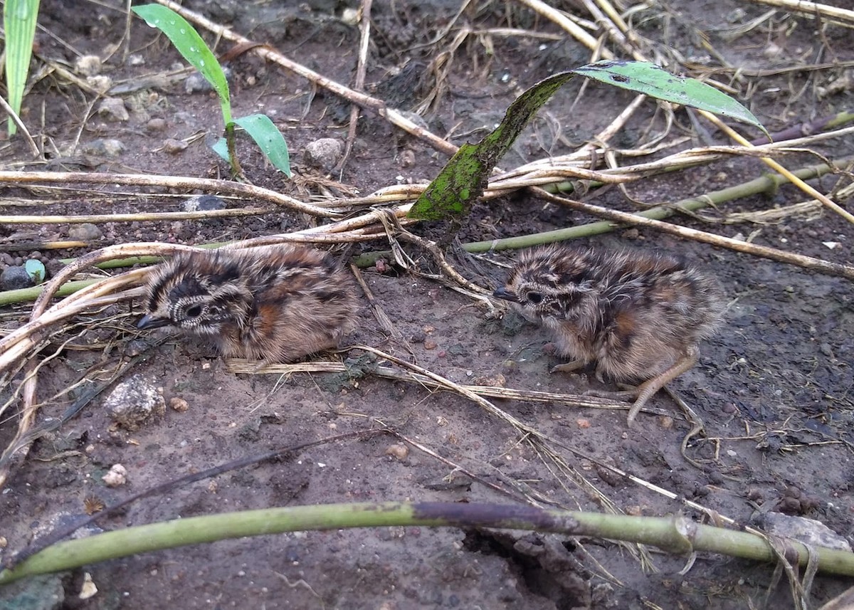 Small Buttonquail - ML178800401