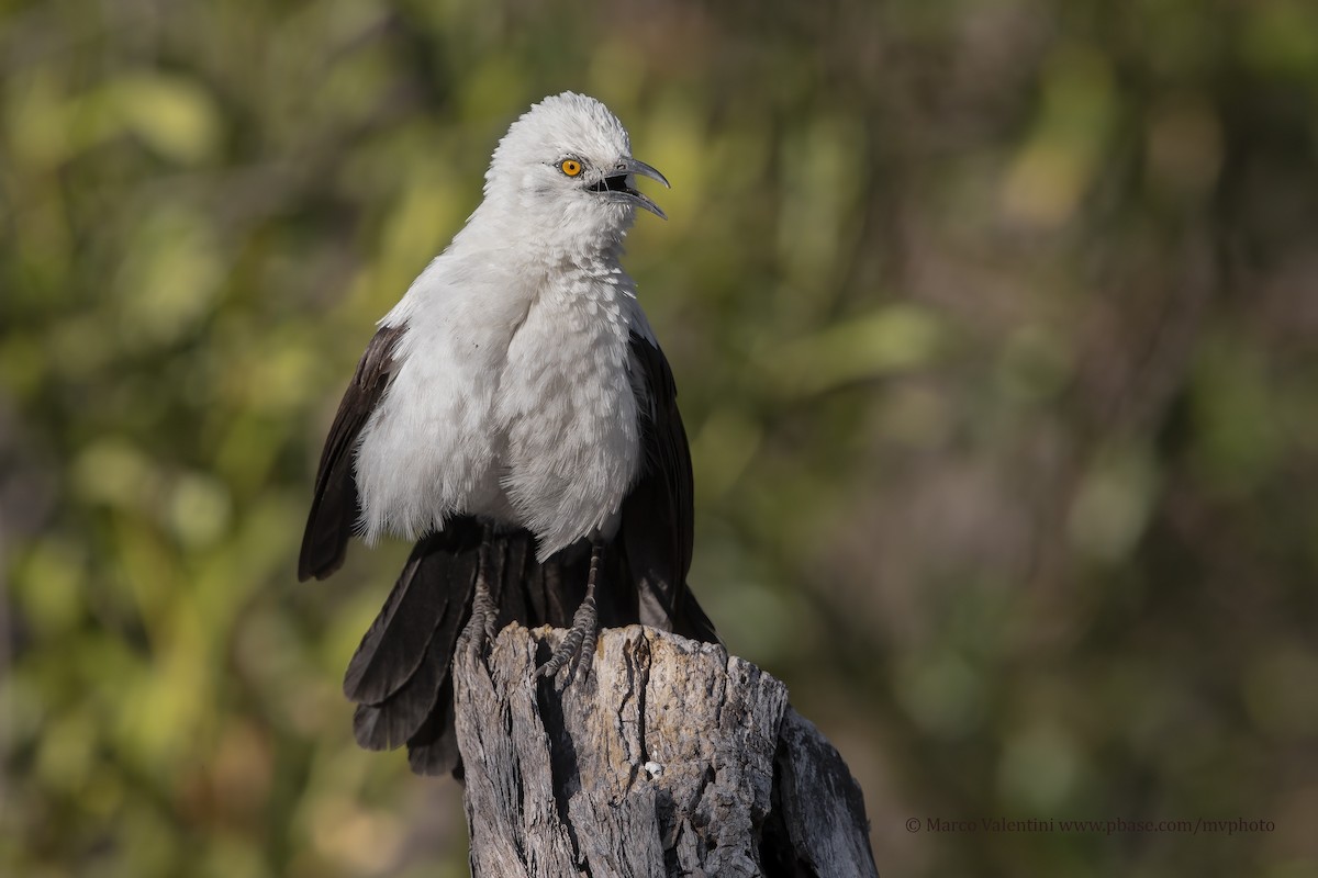 Southern Pied-Babbler - Marco Valentini