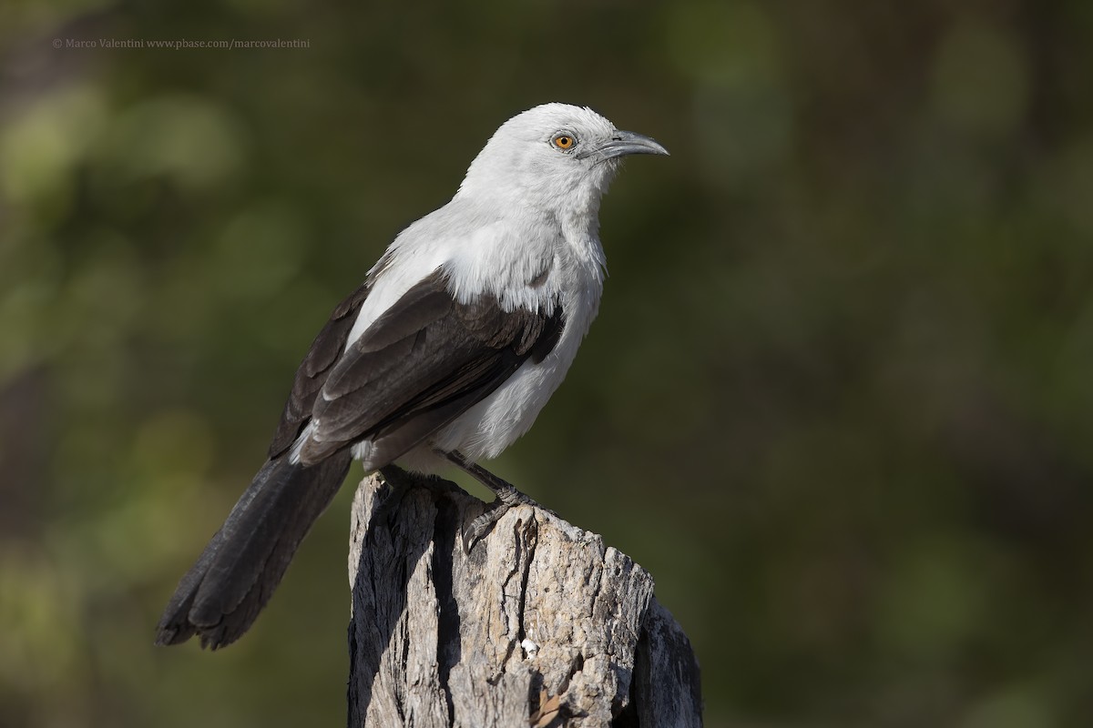 Southern Pied-Babbler - Marco Valentini