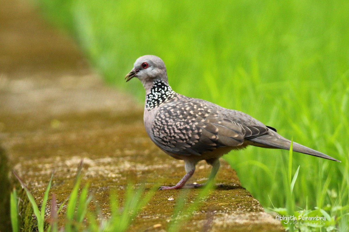 Spotted Dove - ML178803531