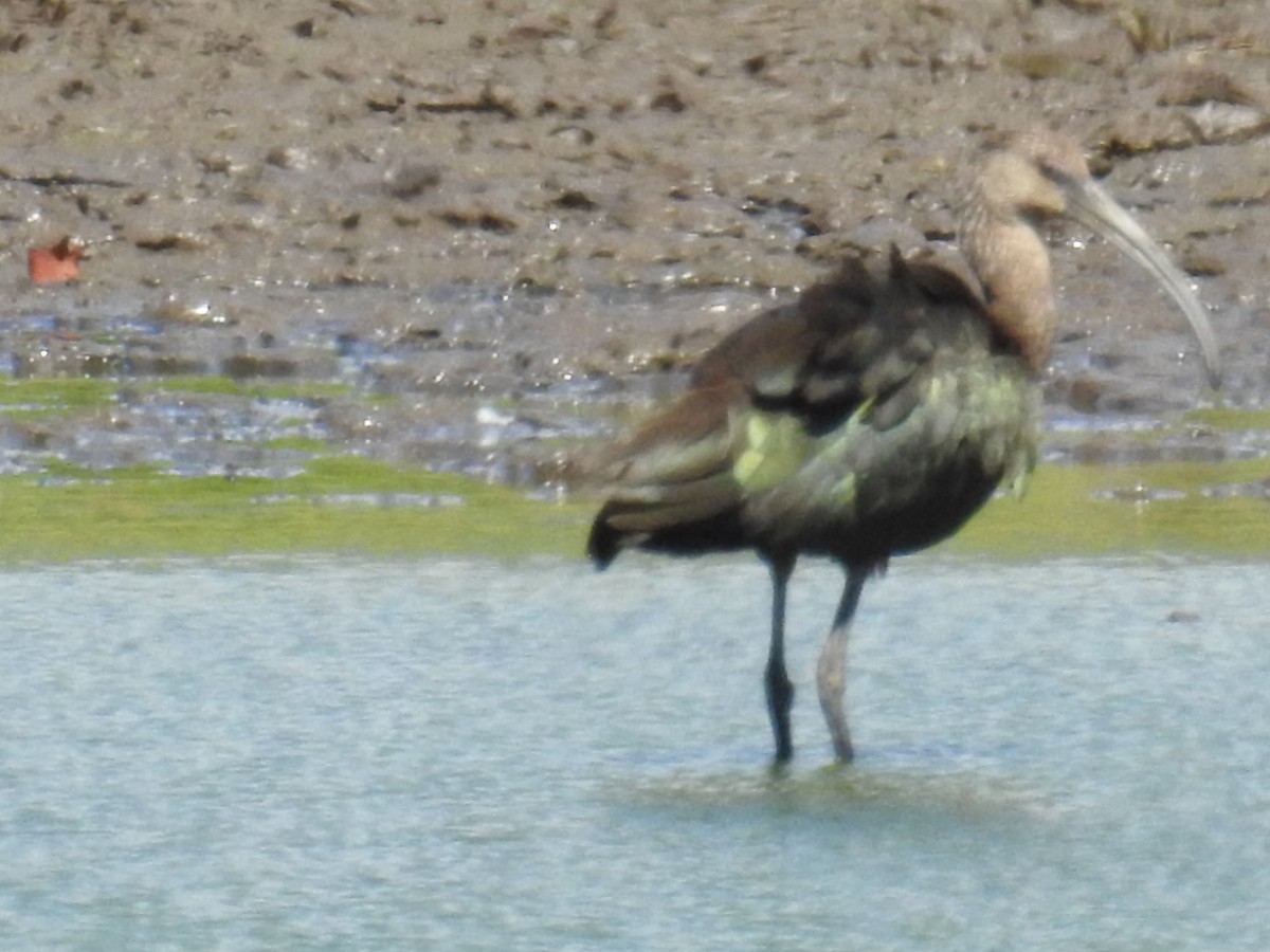 Ibis à face blanche - ML178803591