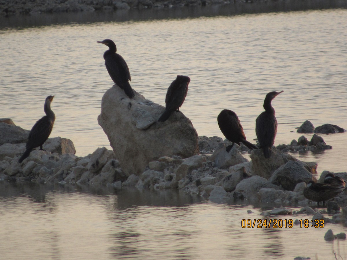 Neotropic Cormorant - Vivian F. Moultrie