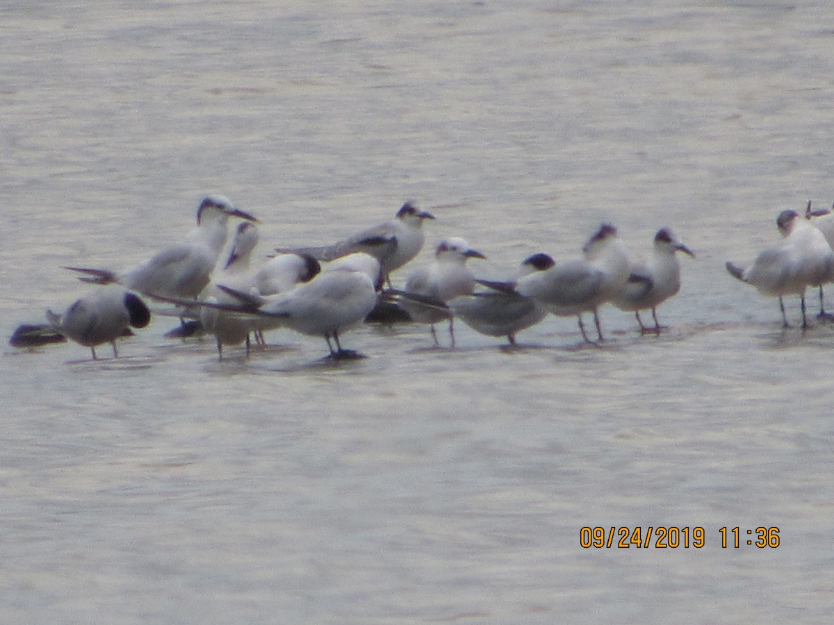 Common Tern - ML178807761