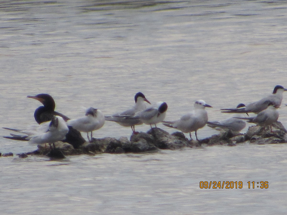 Common Tern - ML178807781