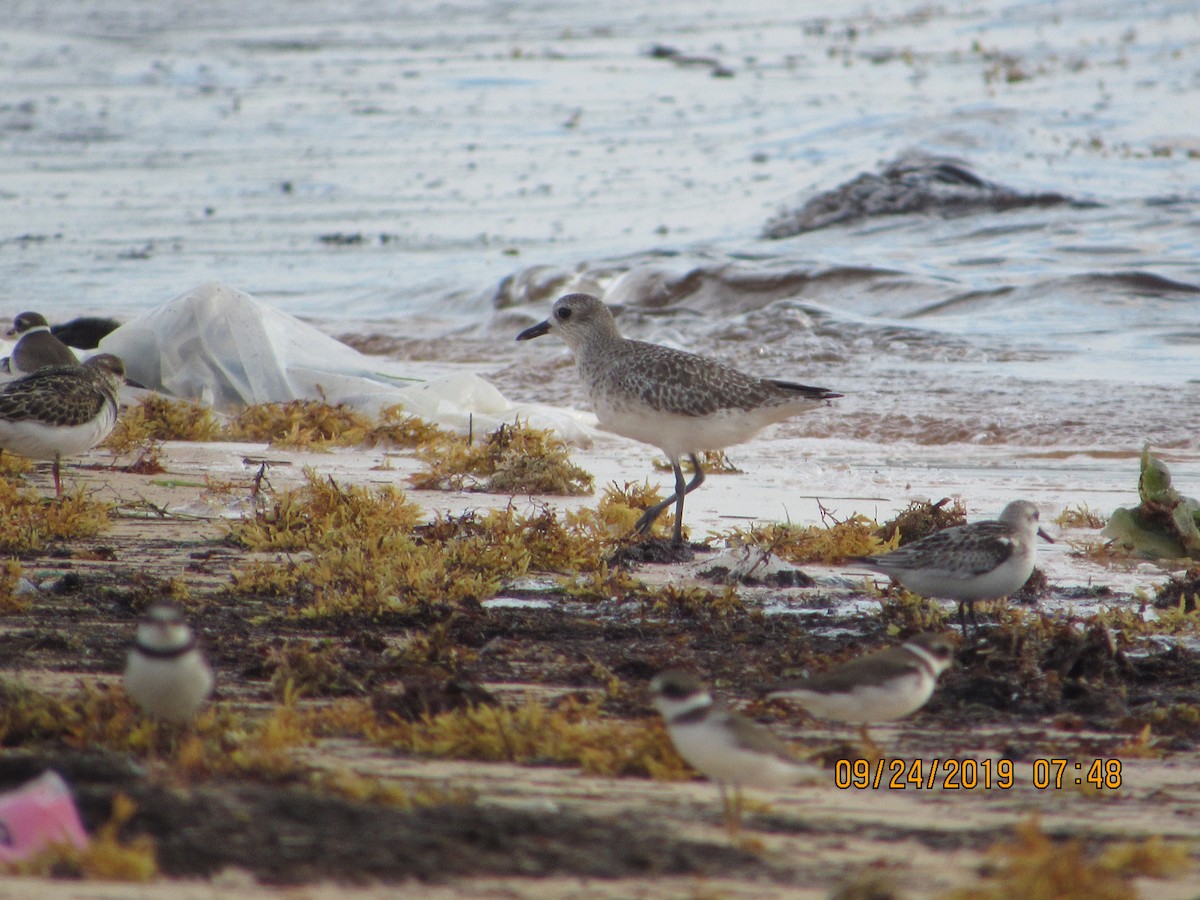 Black-bellied Plover - Vivian F. Moultrie