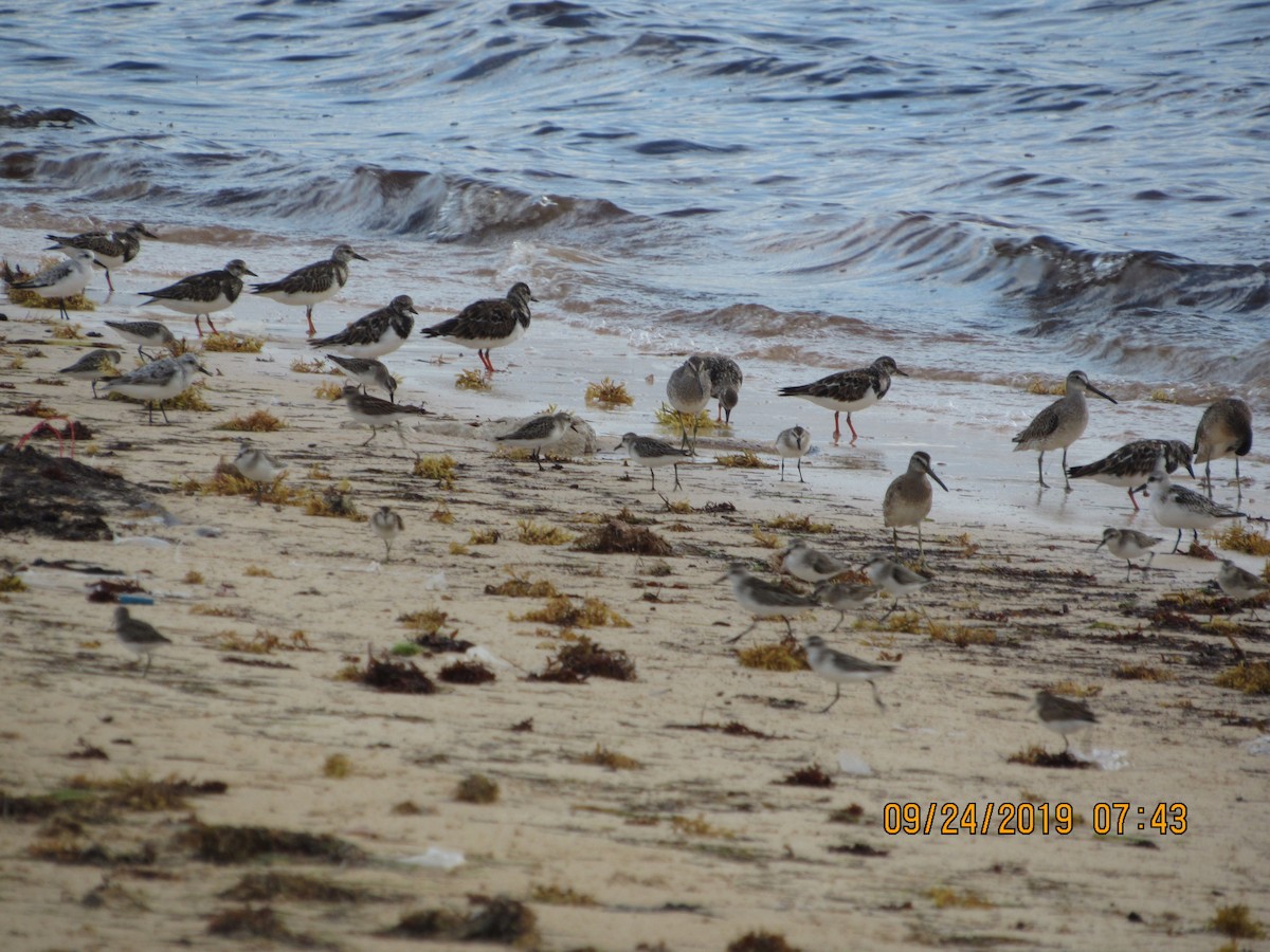 Ruddy Turnstone - ML178808701