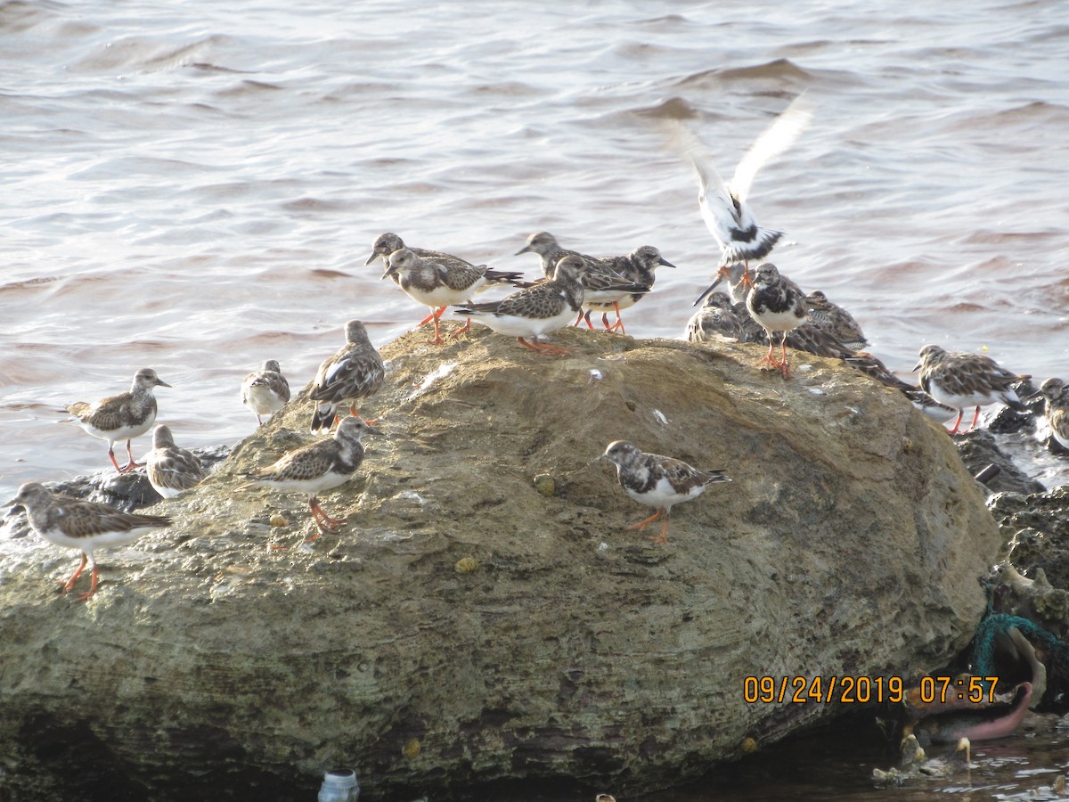 Ruddy Turnstone - Vivian F. Moultrie