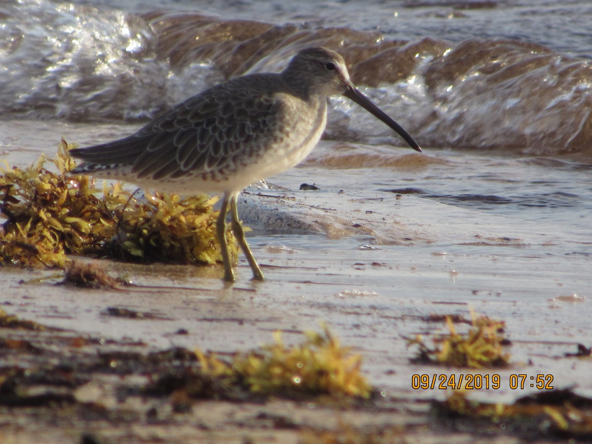 Short-billed Dowitcher - Vivian F. Moultrie