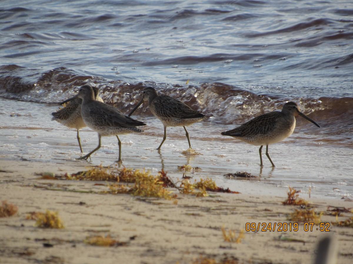 Short-billed Dowitcher - ML178809021