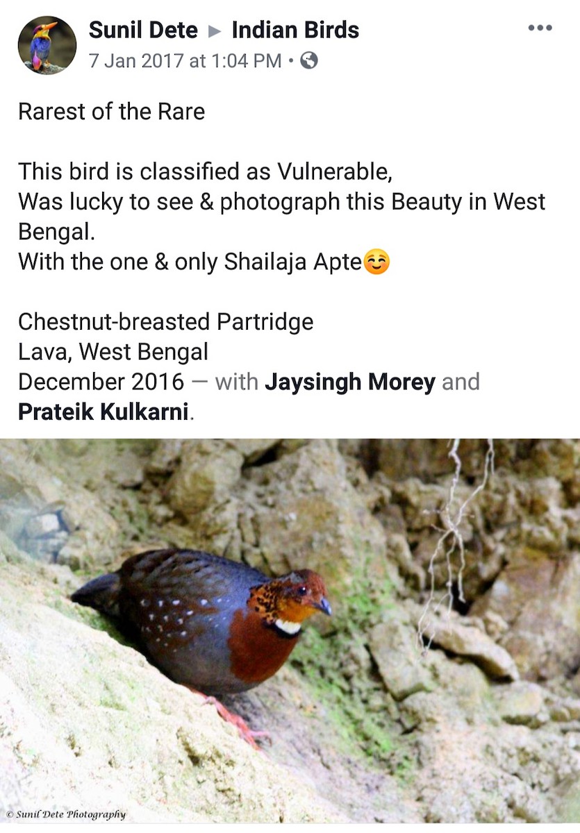 Chestnut-breasted Partridge - Birdwatchers' Society of Bengal