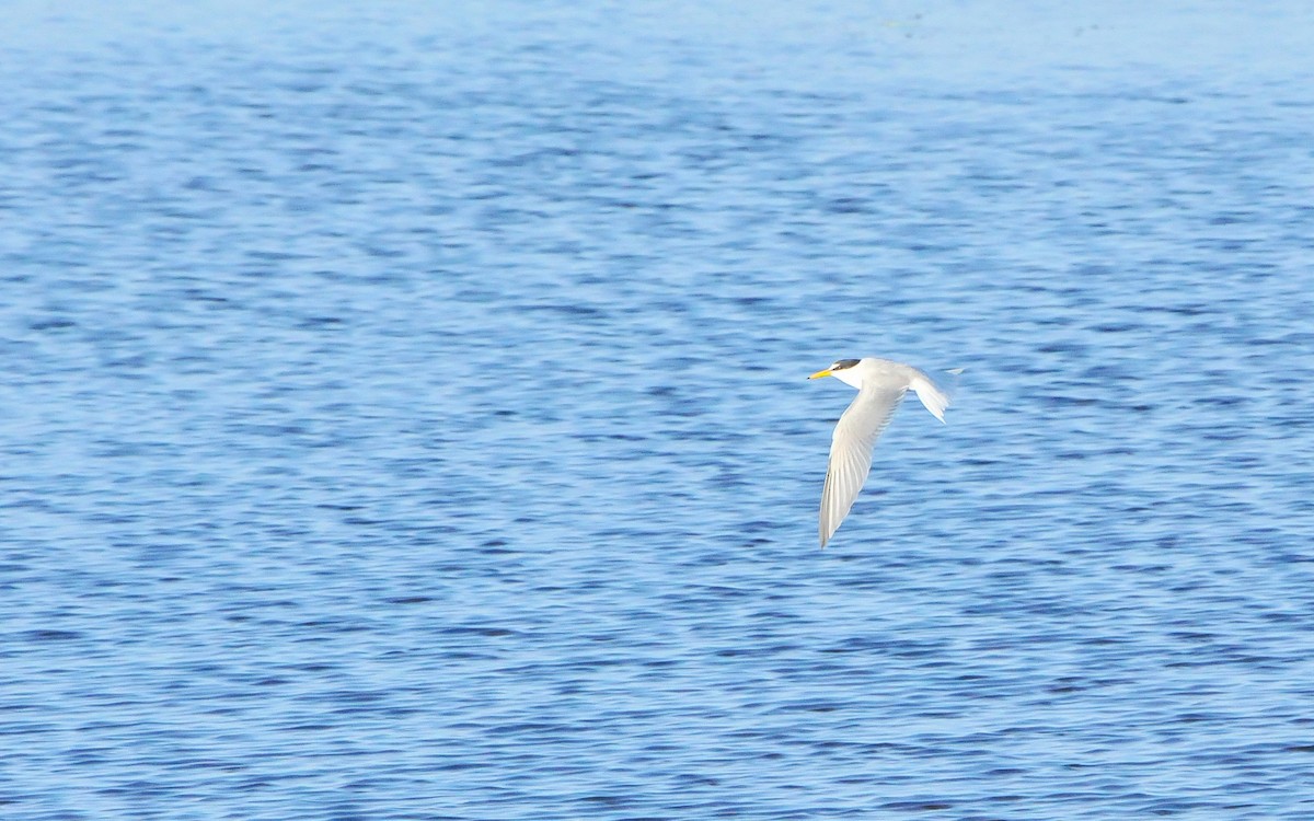 Little Tern - Jean-Louis  Carlo