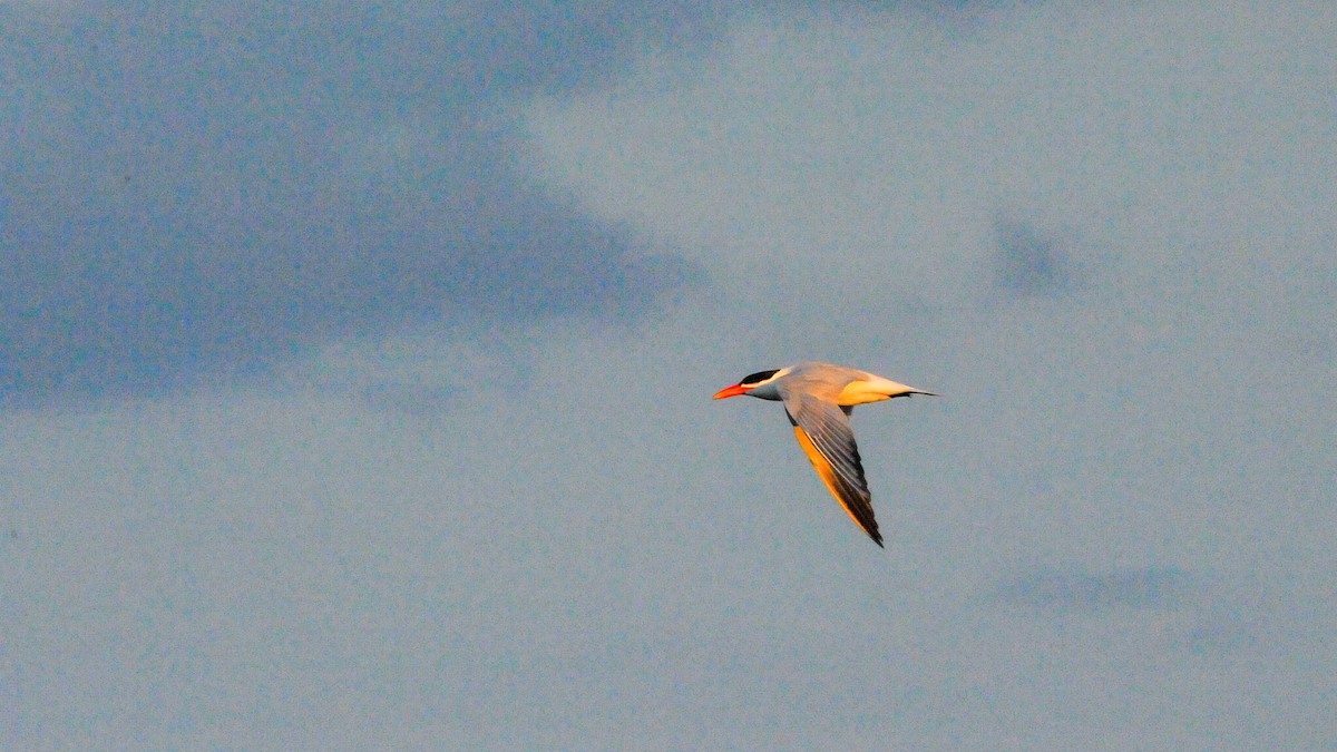 Caspian Tern - ML178810261