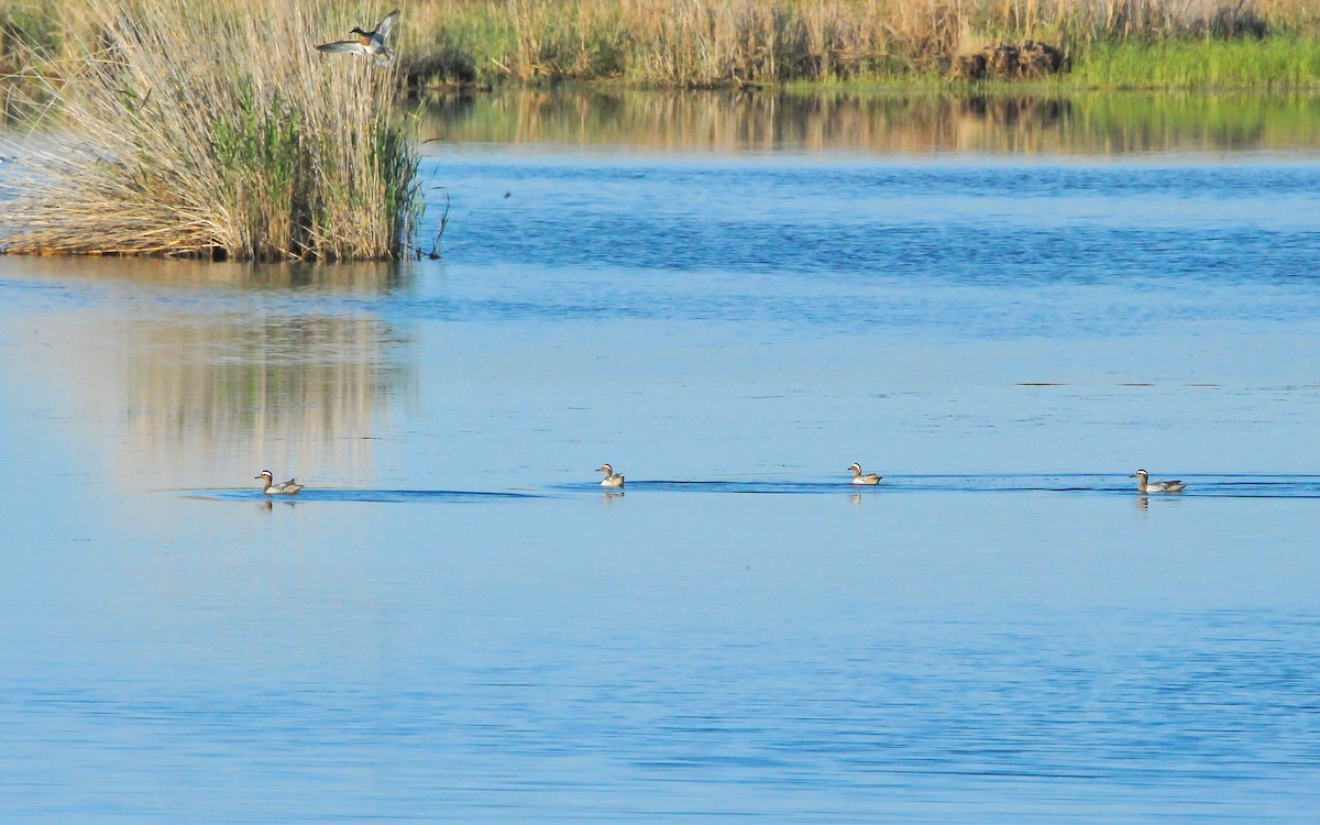 Garganey - Jean-Louis  Carlo