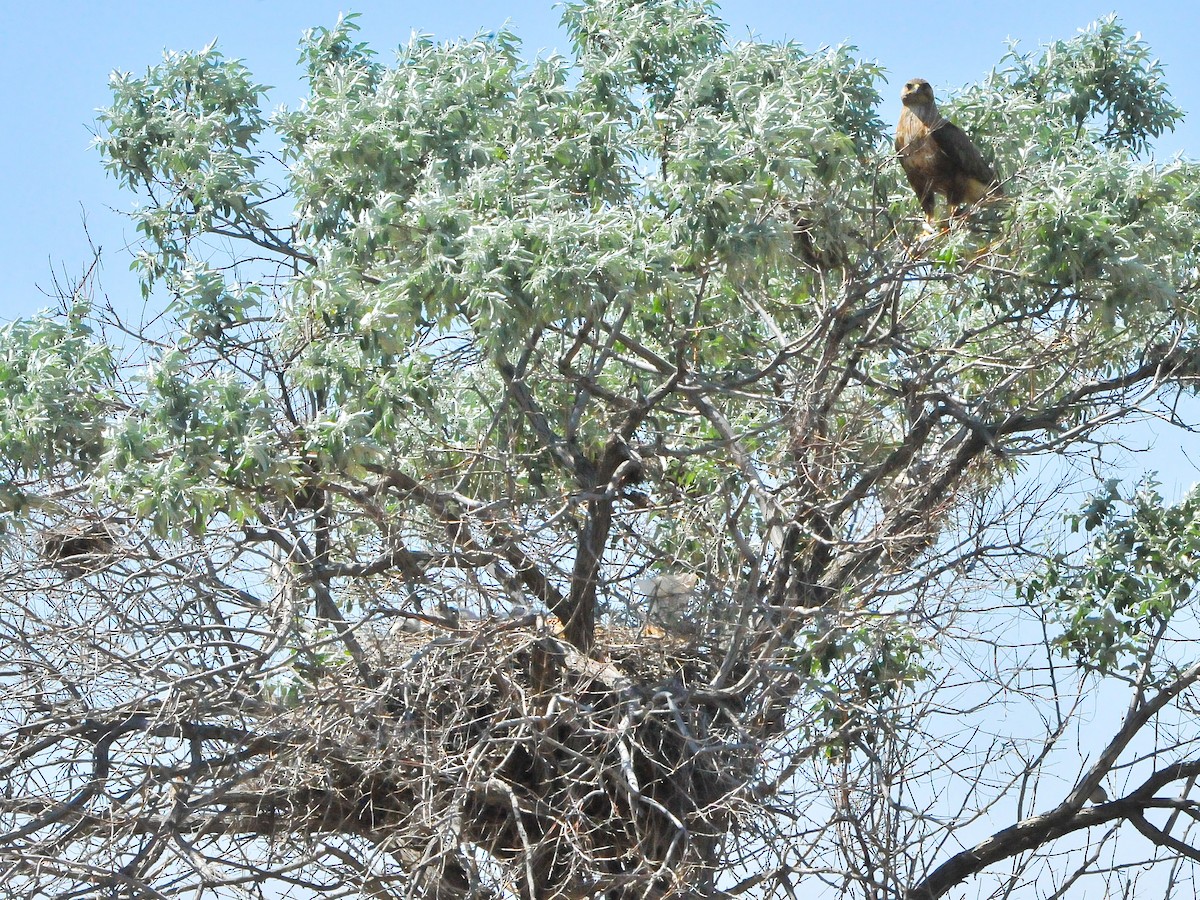 Long-legged Buzzard - ML178810691