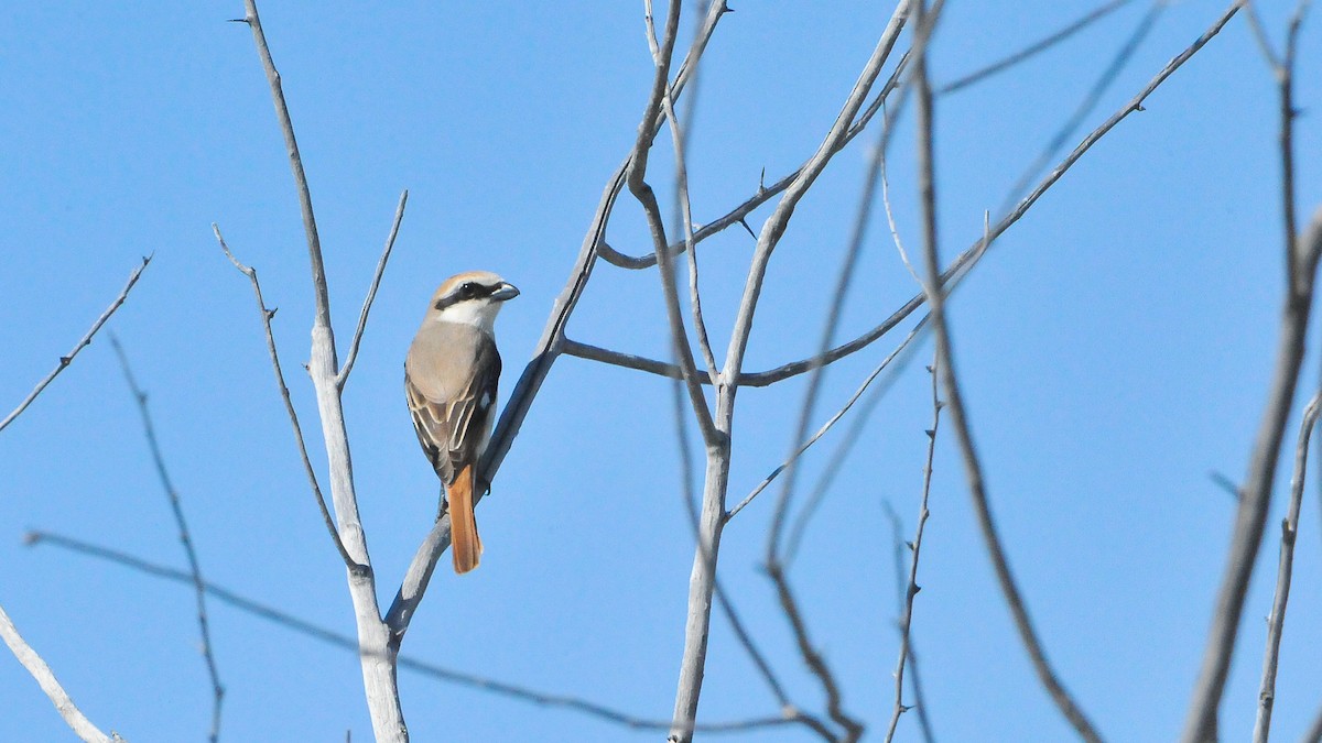 Red-tailed Shrike - ML178811021