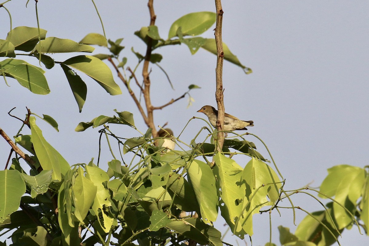 Thick-billed Flowerpecker - Jens Toettrup