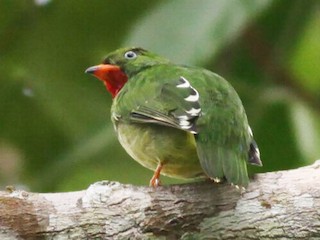 Male - Fiery-throated Fruiteater