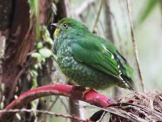 Female - Fiery-throated Fruiteater