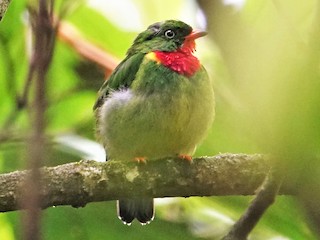Male - Fiery-throated Fruiteater