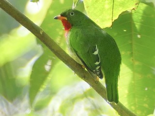 Male - Fiery-throated Fruiteater