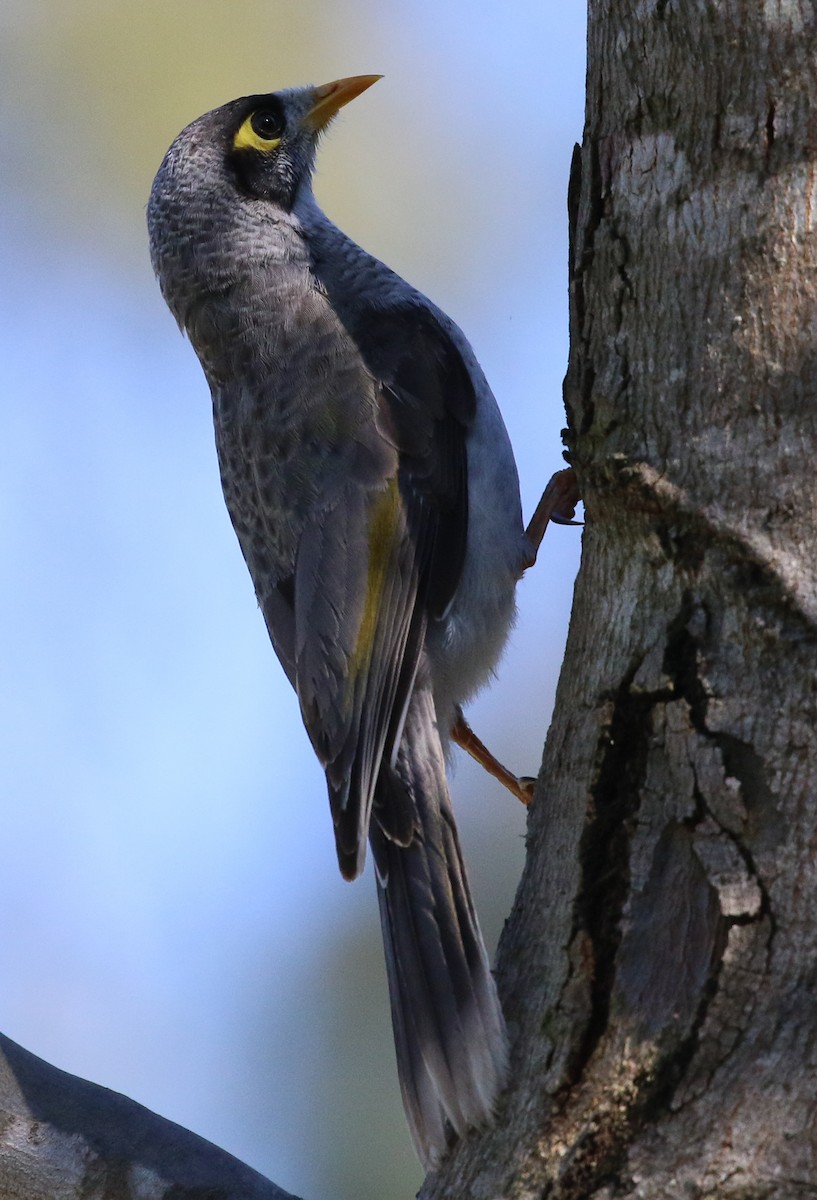 Noisy Miner - ML178813661