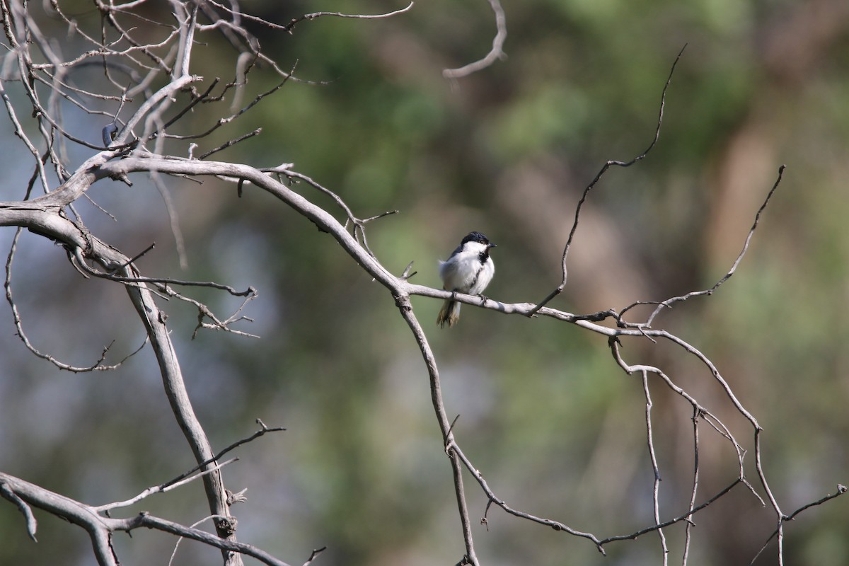 Great Tit (Turkestan) - Jean-Louis  Carlo