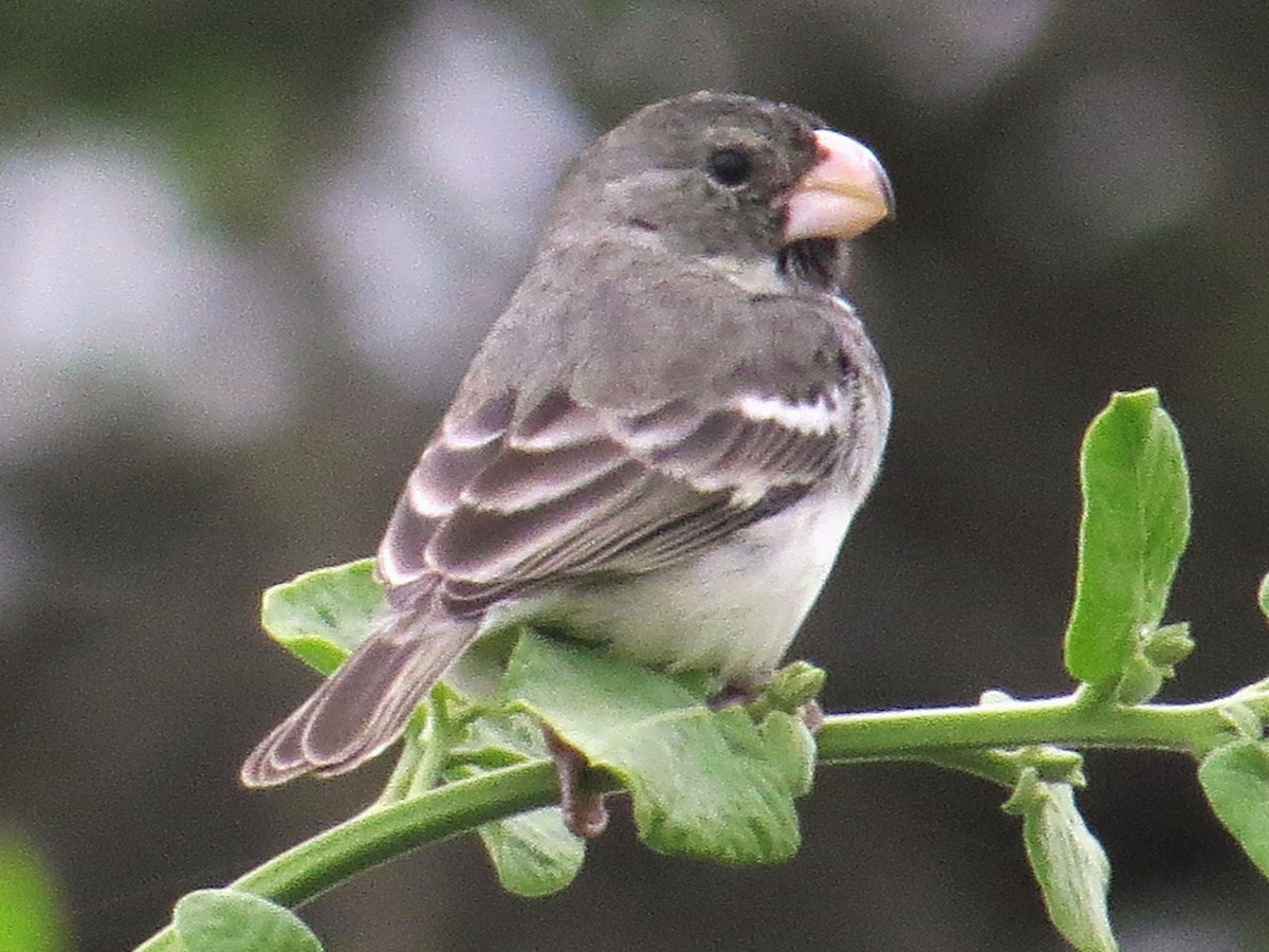 Parrot-billed Seedeater