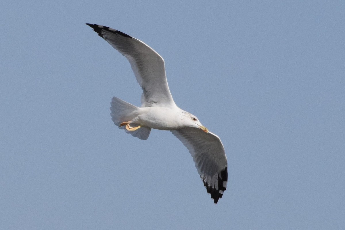 Caspian Gull - Andy Zhang