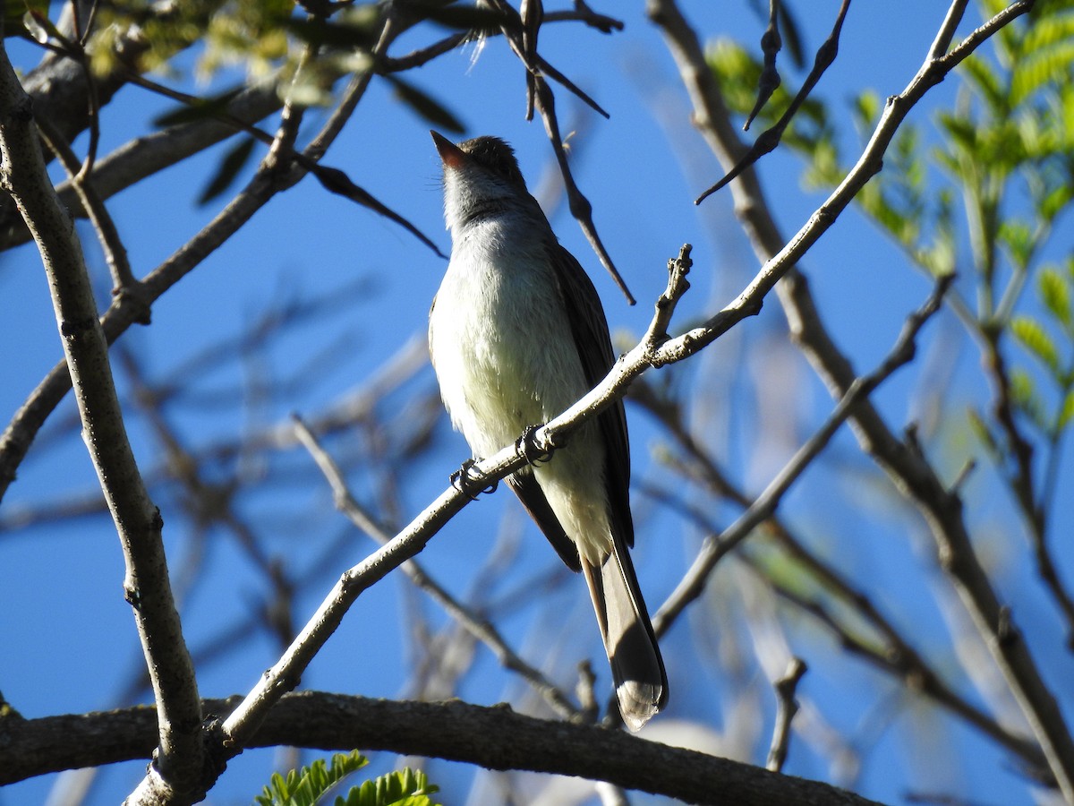 Swainson's Flycatcher - ML178818291