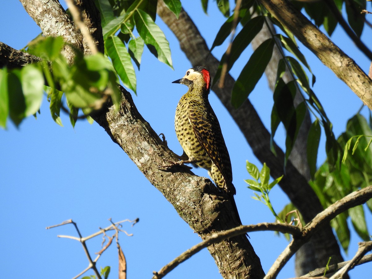 Green-barred Woodpecker - ML178818471