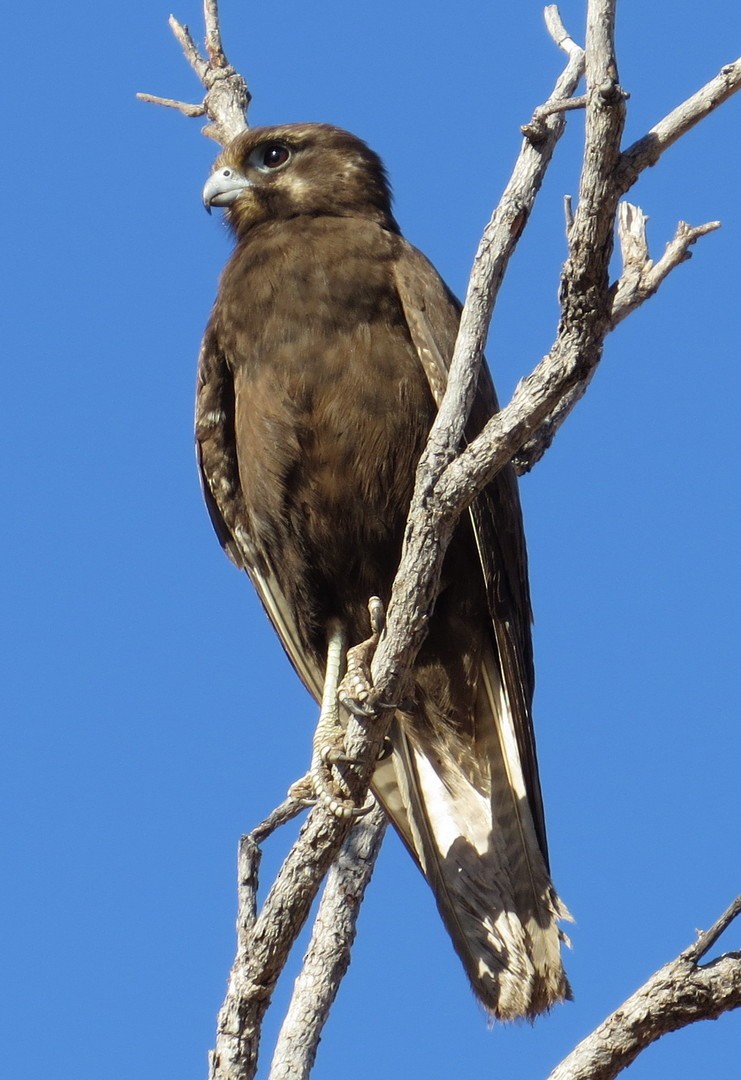 Brown Falcon - George and Teresa Baker