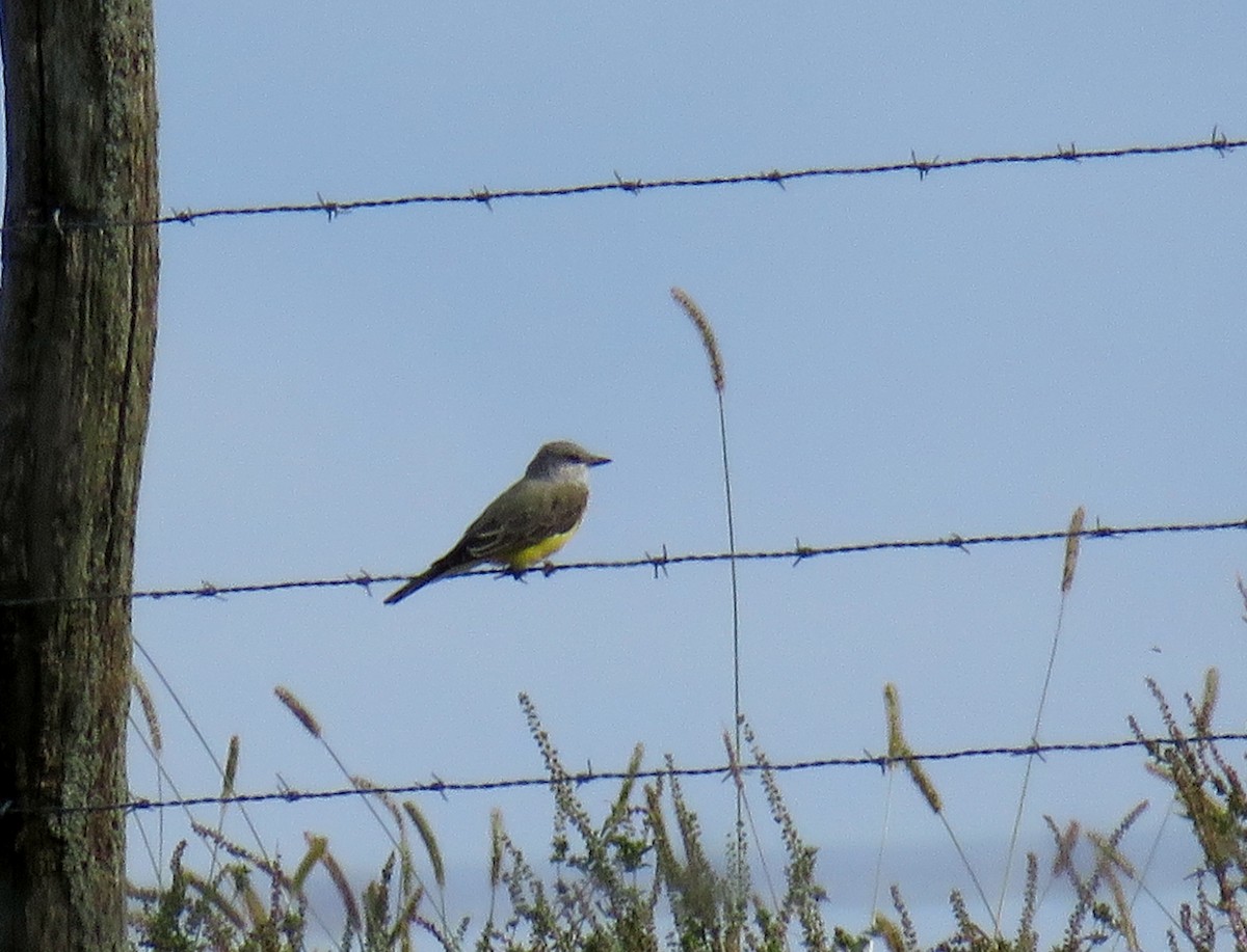 Western Kingbird - ML178820771