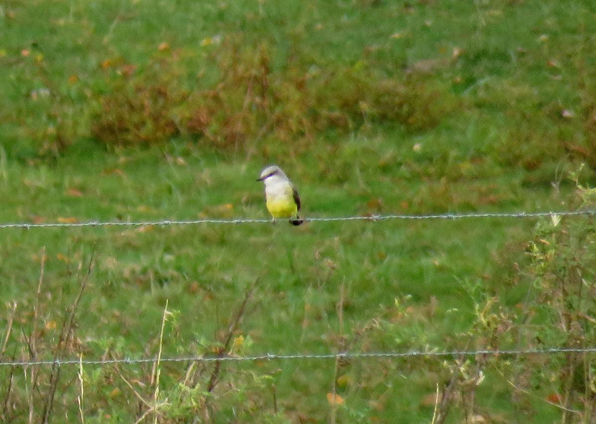 Western Kingbird - ML178820831