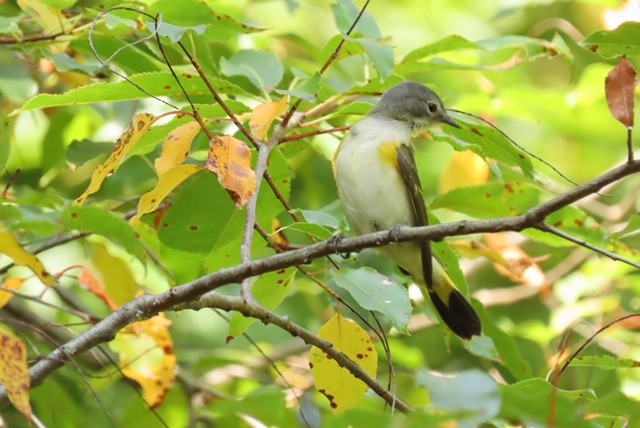 American Redstart - Stephanie  Swanzey