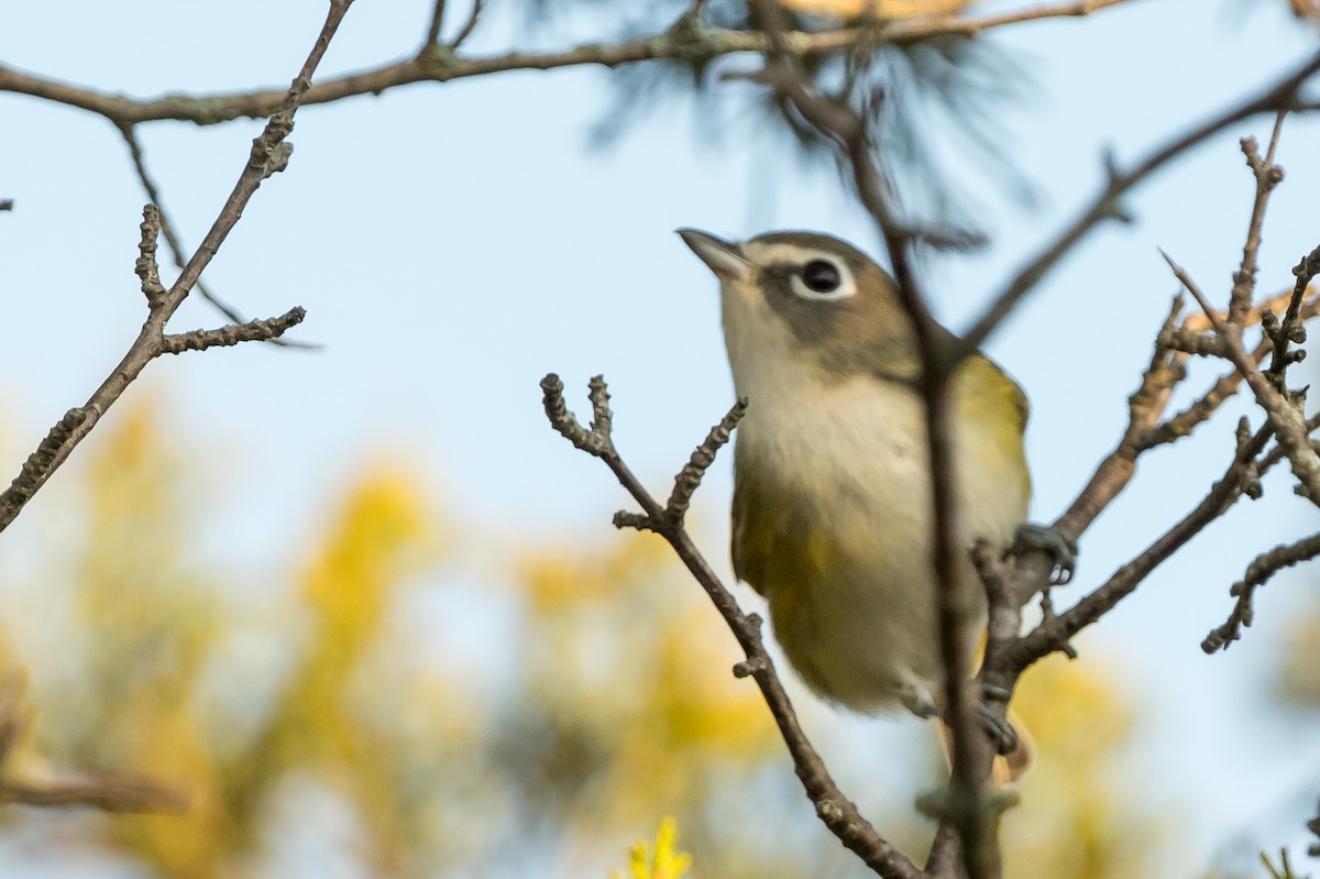 Blue-headed Vireo - Kyle Blaney