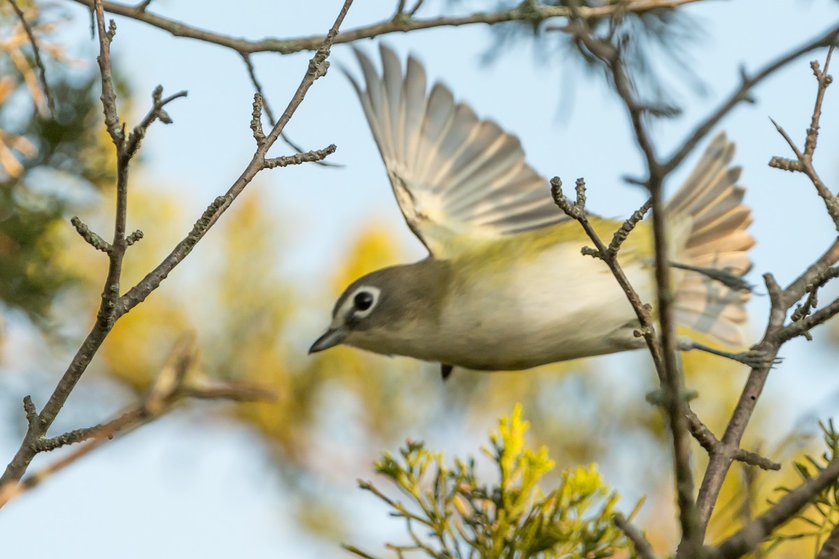 Mavi Başlı Vireo - ML178823791