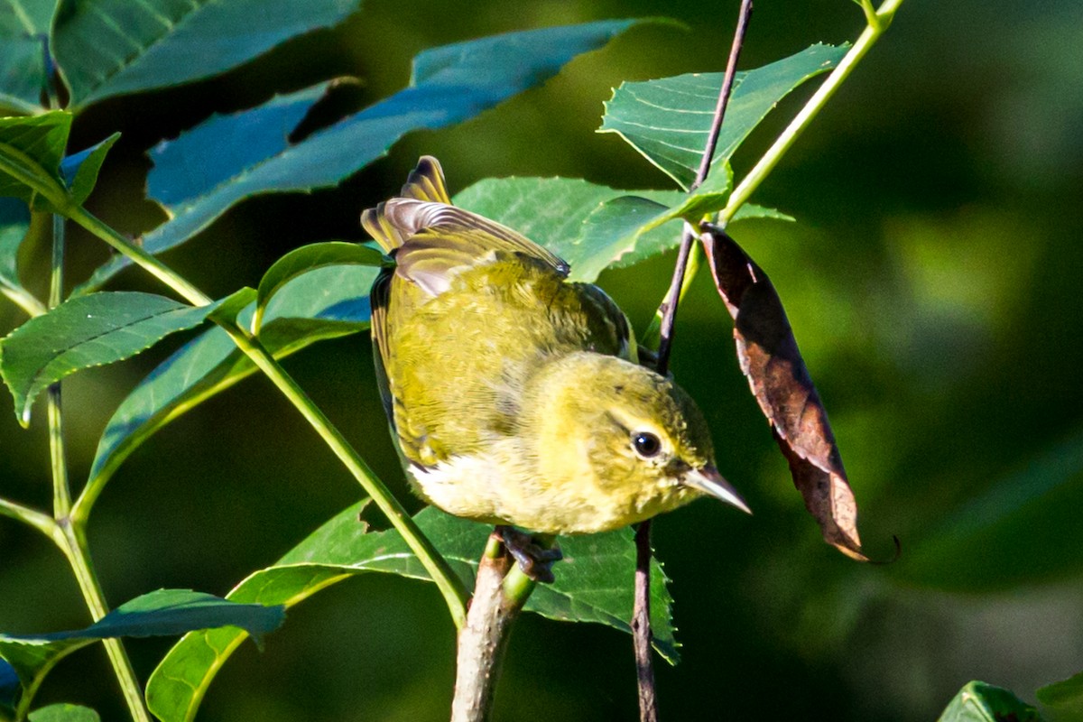 Tennessee Warbler - Michael Warner