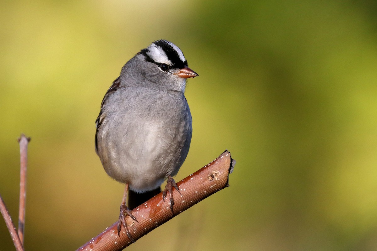 ミヤマシトド（leucophrys） - ML178826501