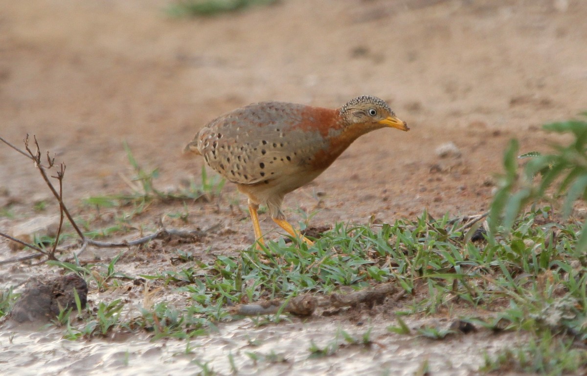 Yellow-legged Buttonquail - ML178826511