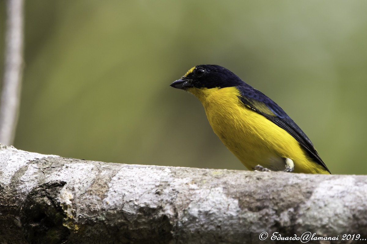 Yellow-throated Euphonia - ML178826611